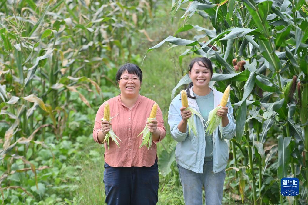 　杨宁（左）在展示2023年试种的新品玉米（10月8日摄）。新华社记者 黄孝邦 摄