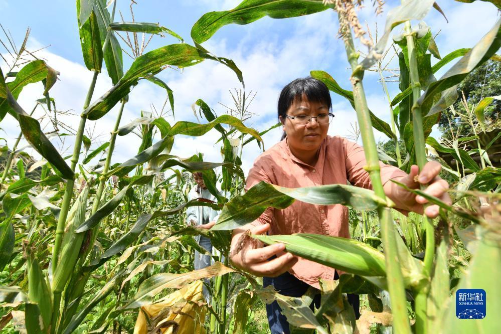 　杨宁在采摘2023年试种的新品玉米（10月8日摄）。新华社记者 黄孝邦 摄