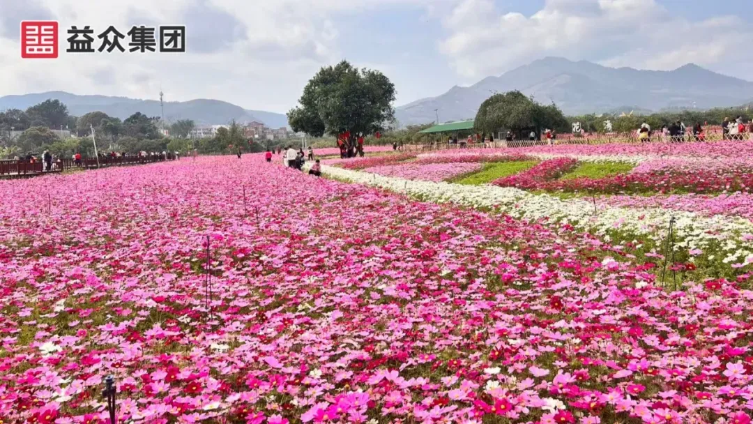 福禄花海2 福禄花海2